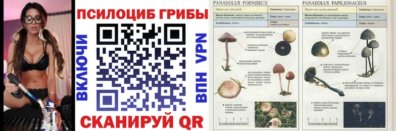 Галлюциногенные грибы Cubensis  Купить  Омутнинск 